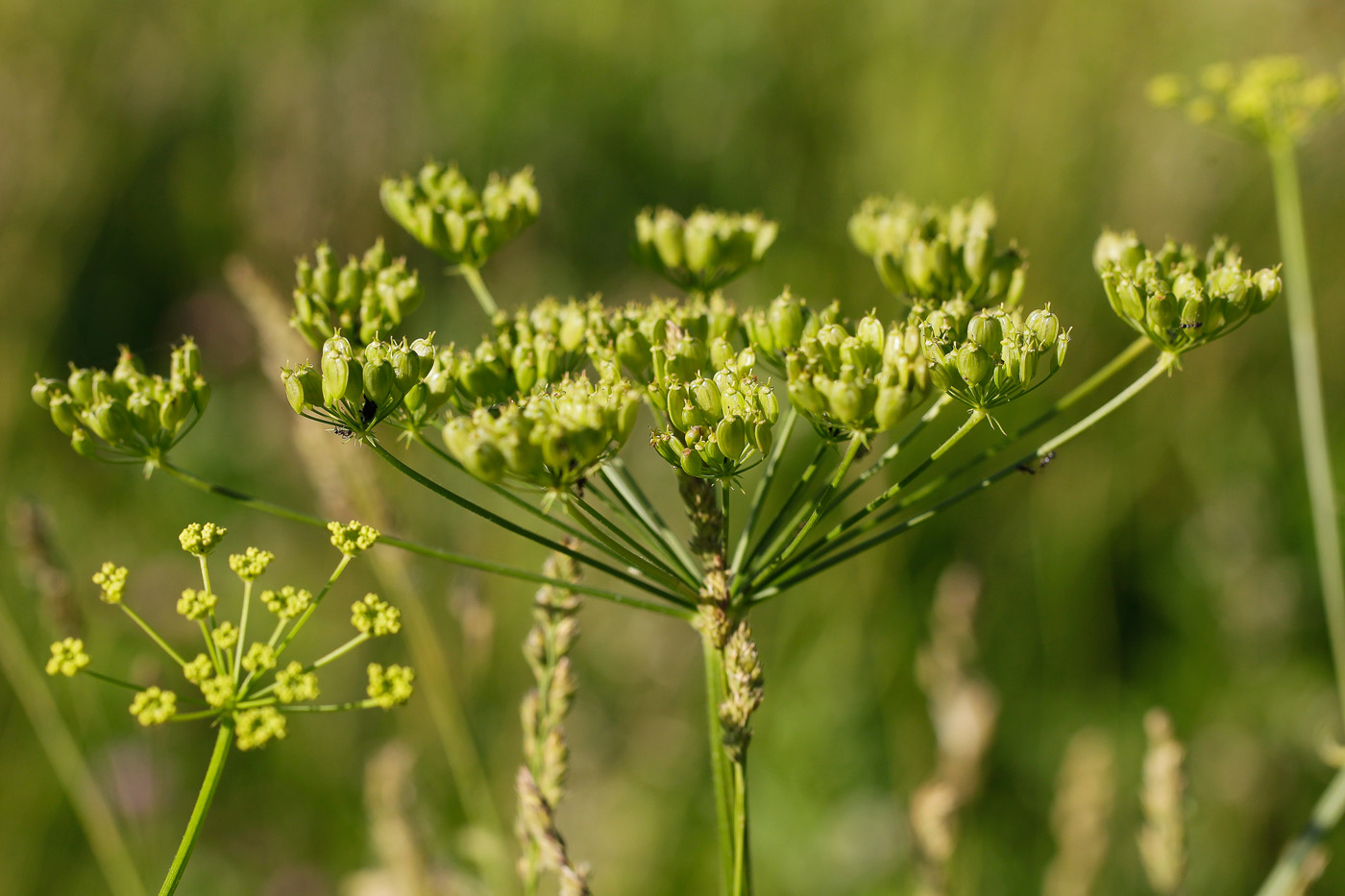 Image of Heracleum sibiricum specimen.