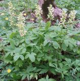 Corydalis marschalliana