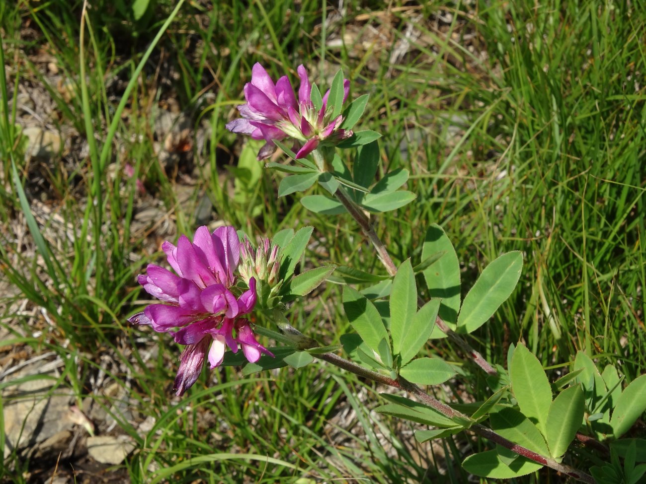 Image of Trifolium pacificum specimen.