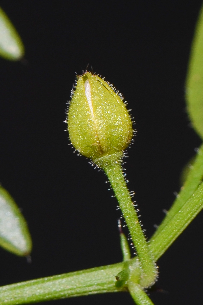 Image of Fagonia cretica specimen.