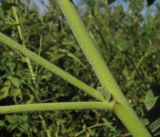 Althaea officinalis