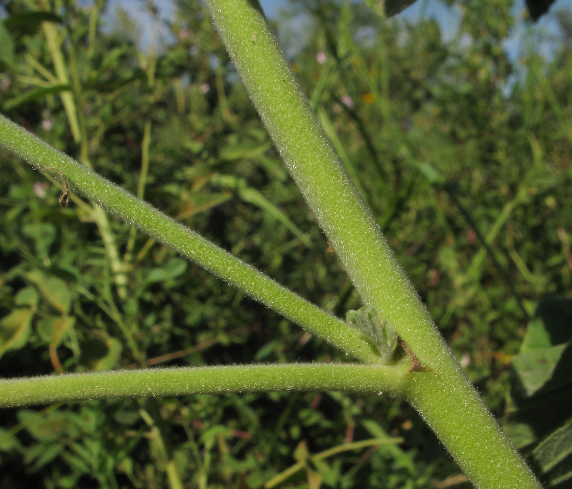 Изображение особи Althaea officinalis.