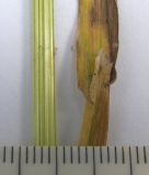 Festuca pratensis