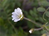 Cerastium alpinum