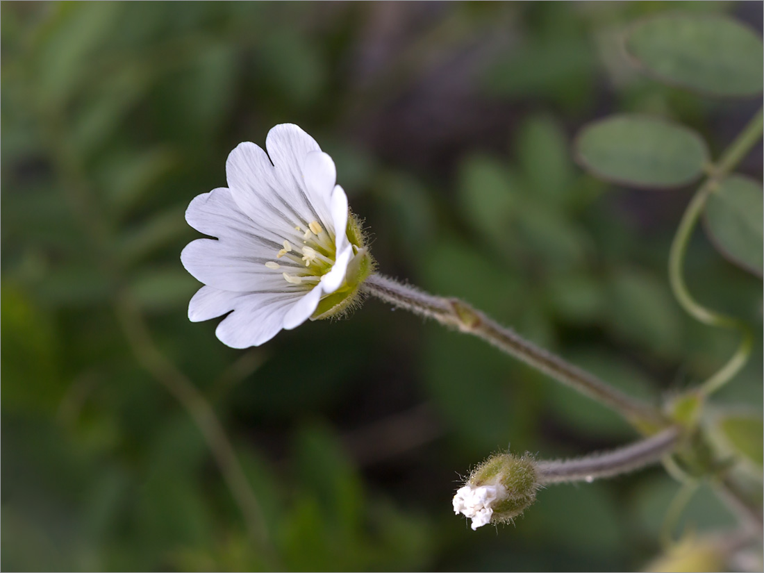 Image of Cerastium alpinum specimen.