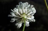 Scabiosa bipinnata. Соцветие (вид со стороны обёртки). Республика Адыгея, Майкопский р-н, ок. 3 км к северу от пос. Гузерипль, восточный склон горы Казачья, выс. ок. 1200 м н.у.м., на краю скалы. 23.07.2016.