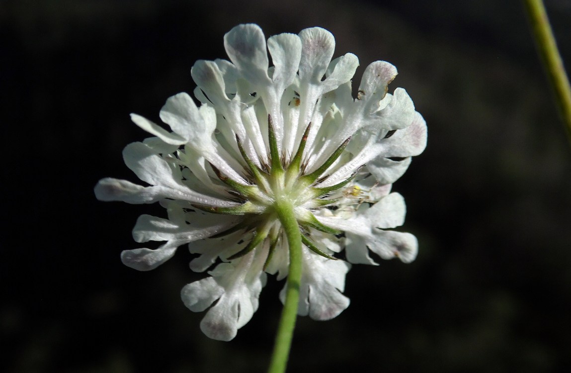Изображение особи Scabiosa bipinnata.