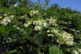 Clematis vitalba