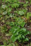 Pimpinella major