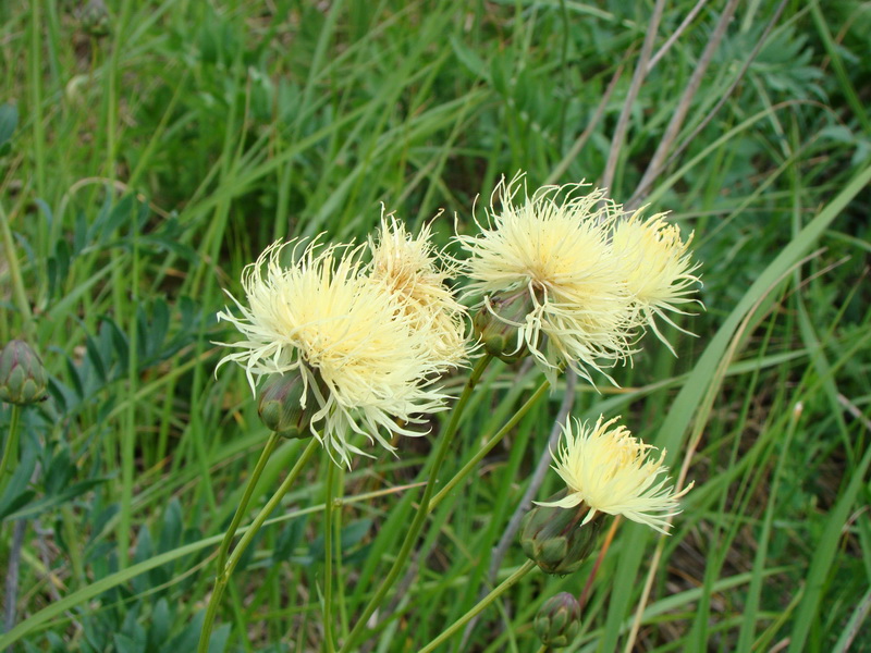 Изображение особи Rhaponticoides ruthenica.