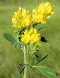 Medicago falcata. Верхушка цветущего растения. Крым, городской округ Феодосия, окр. пгт Коктебель, ковыльная степь. Июль 2016 г.