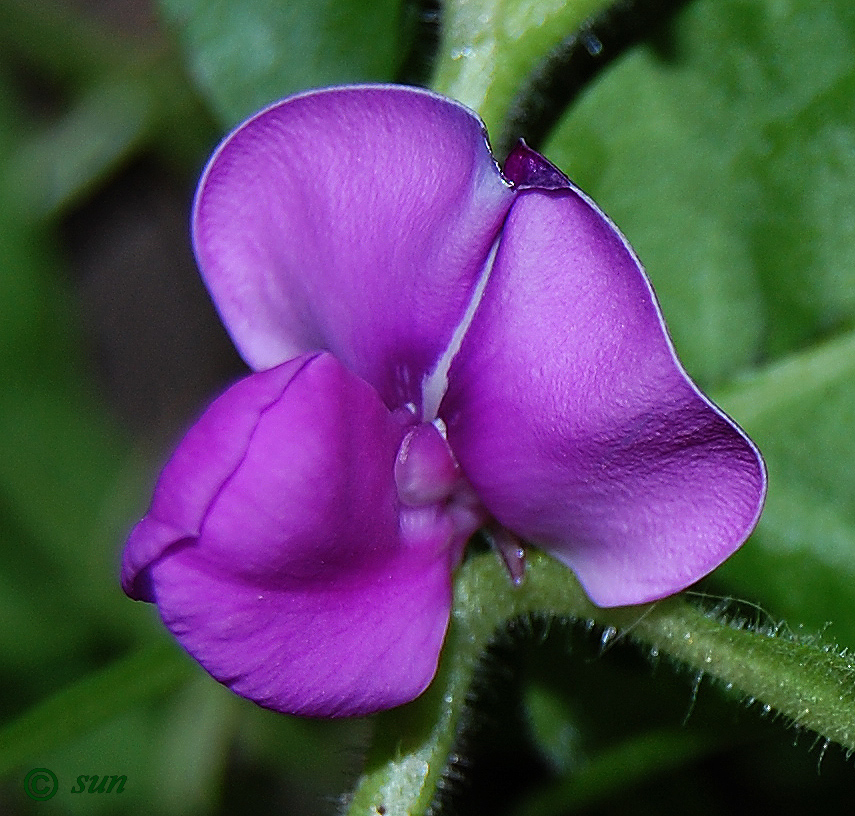 Изображение особи Dolichos purpureus.