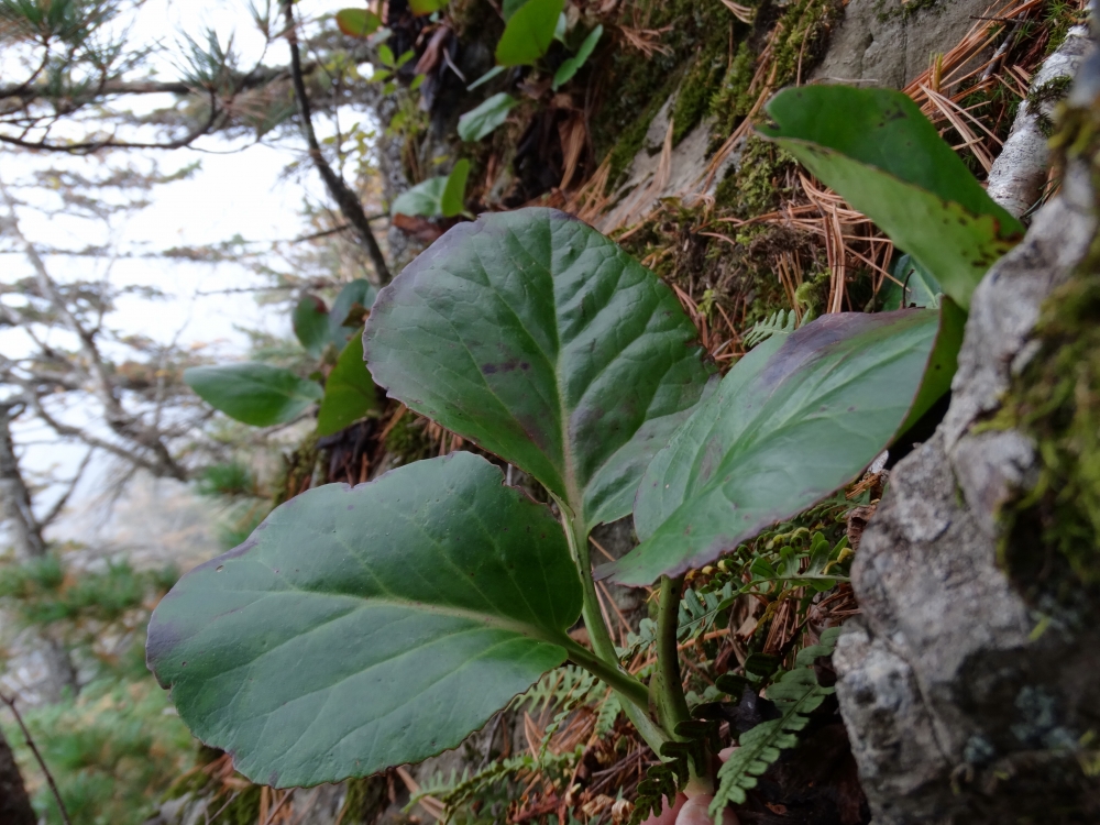 Image of Bergenia pacifica specimen.