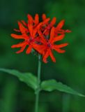 Lychnis fulgens. Цветки. Приморский край, окр. г. Находка, в дубовом лесу. 04.07.2016.