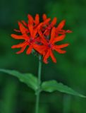 Lychnis fulgens