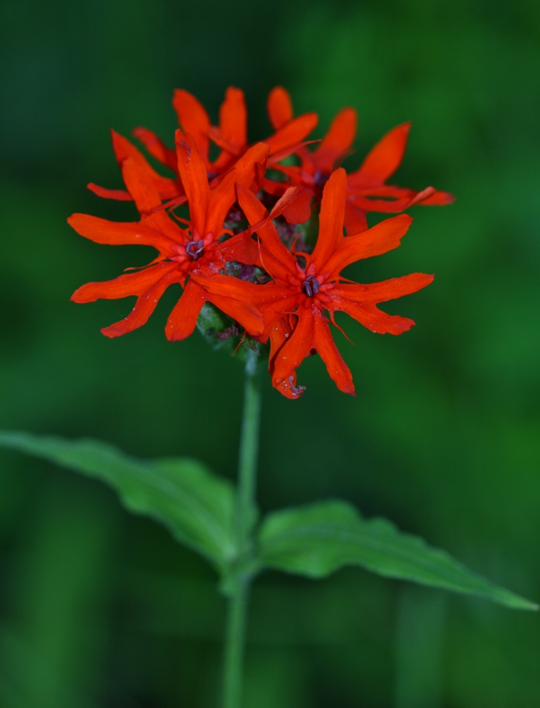 Image of Lychnis fulgens specimen.