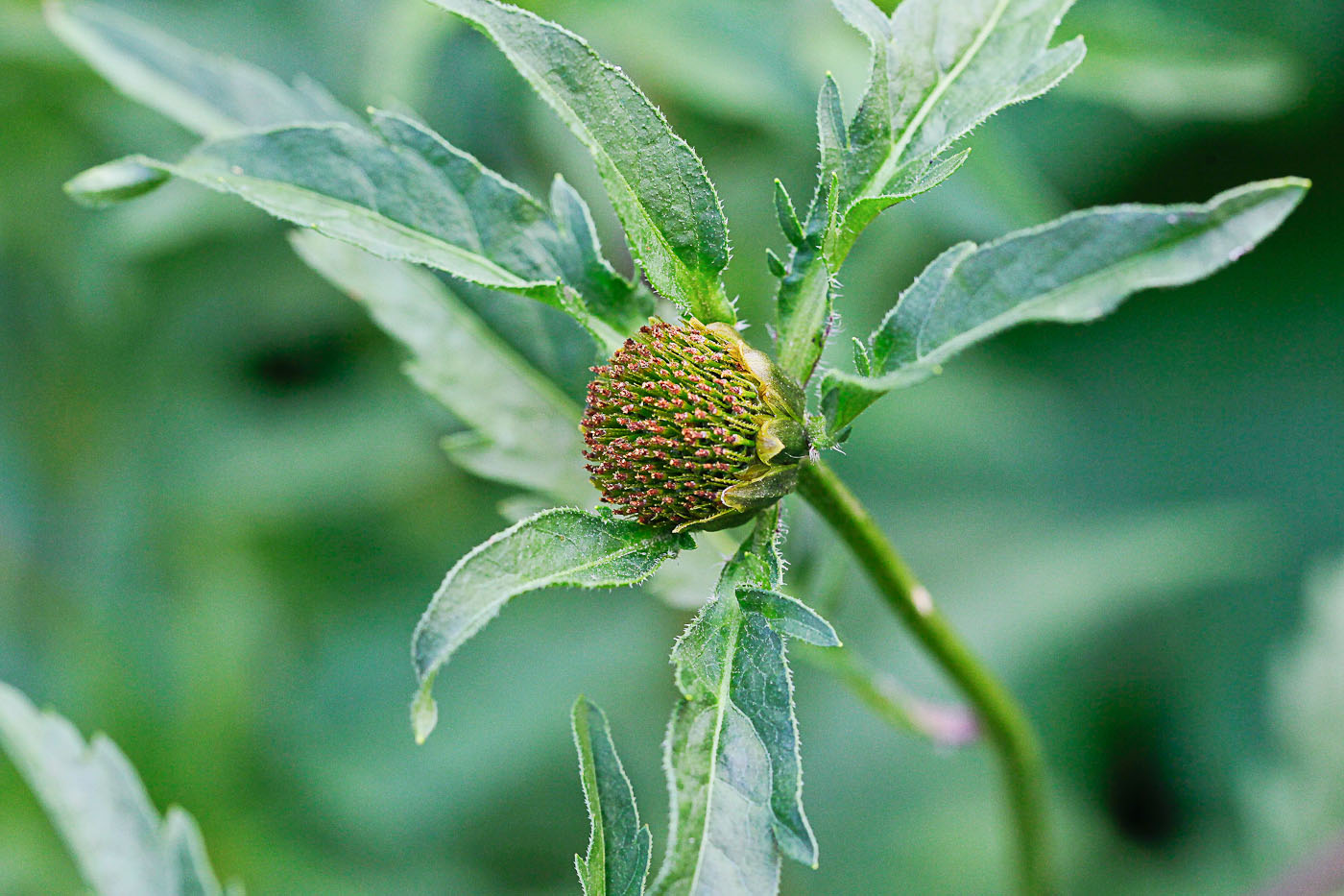 Image of Bidens tripartita specimen.