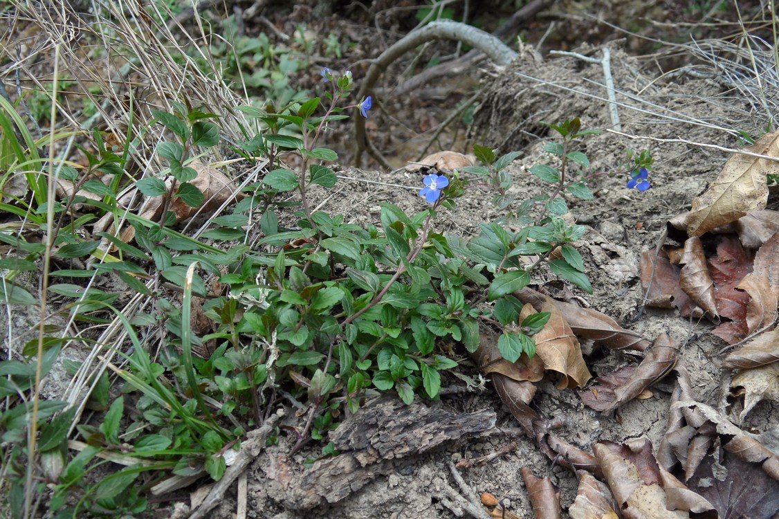 Image of Veronica umbrosa specimen.