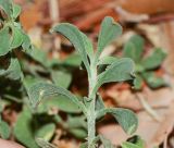 Galenia pubescens