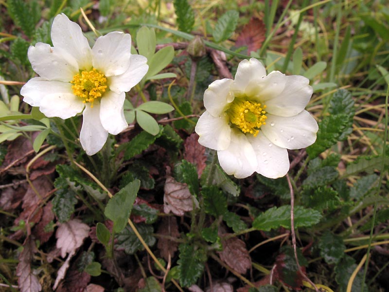 Image of genus Dryas specimen.