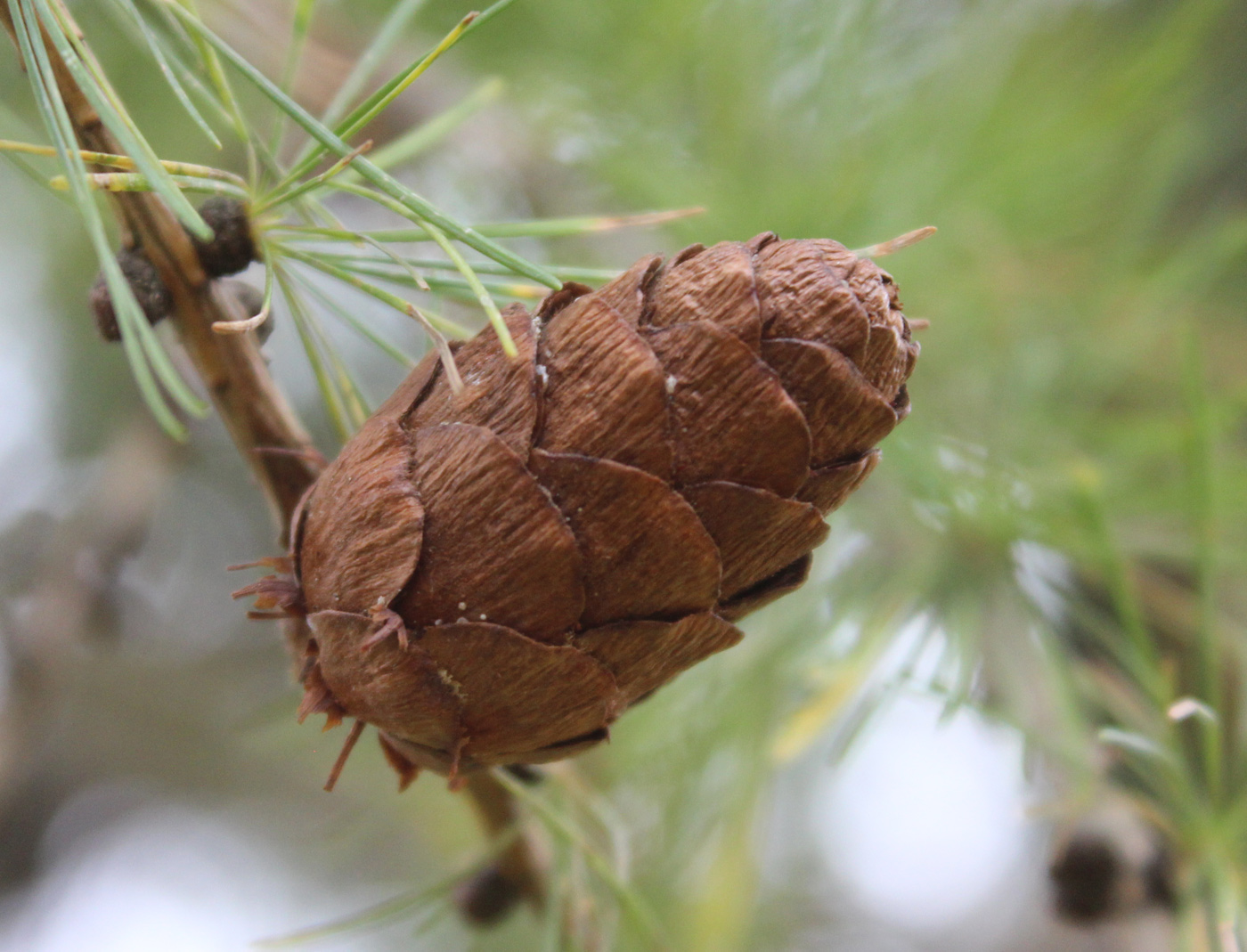 Изображение особи Larix &times; czekanowskii.