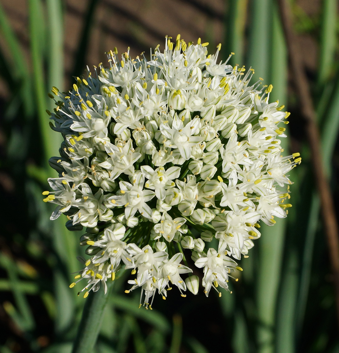 Image of Allium cepa specimen.