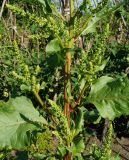 Beta vulgaris