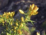 Ulex parviflorus