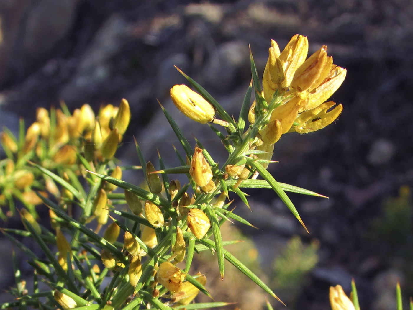 Изображение особи Ulex parviflorus.