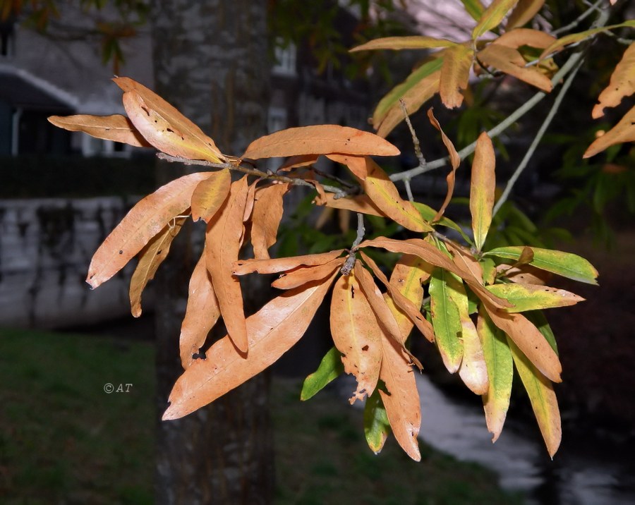 Изображение особи Quercus phellos.
