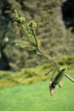 Picea abies