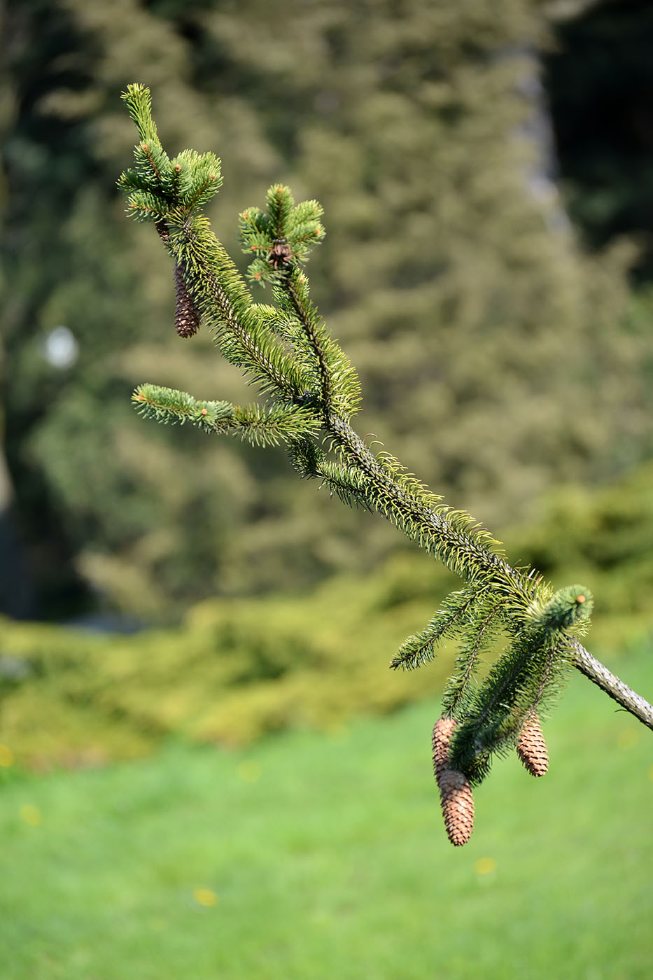 Image of Picea abies specimen.