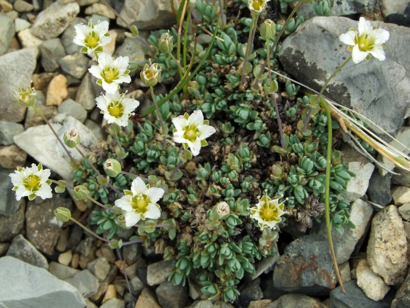 Image of Minuartia tricostata specimen.