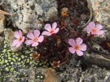 Douglasia ochotensis. Цветущее растение с прошлогодними плодами. Магаданская обл., окр. Магадана, пос. Снежная Долина, водораздел в бассейне р. Дукча, каменистое плато в горной тундре. 18.06.2011.