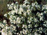 Crambe tataria