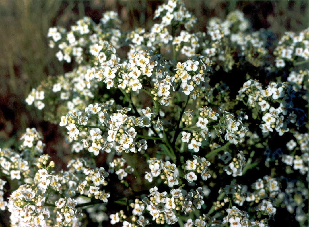 Изображение особи Crambe tataria.