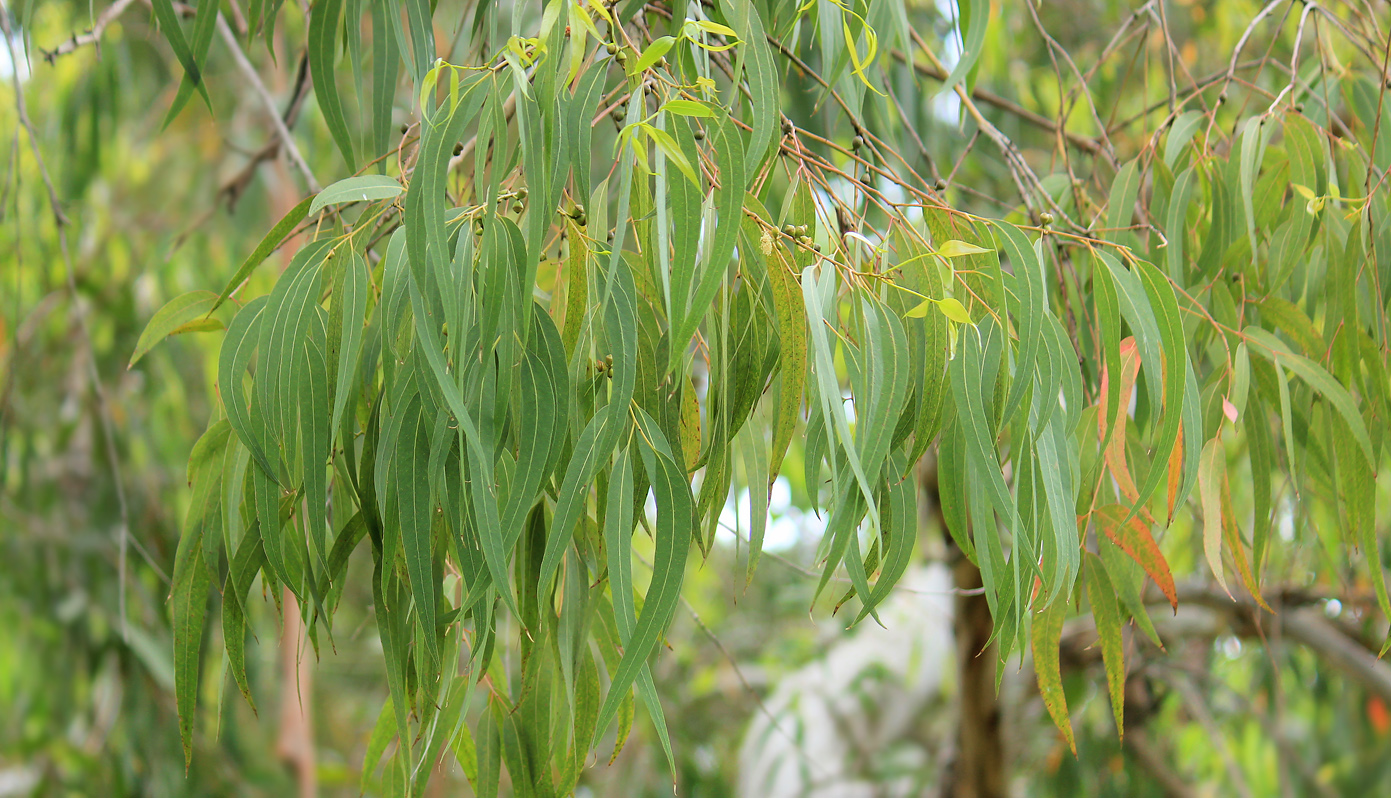 Изображение особи Eucalyptus viminalis.