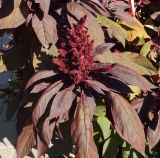 Amaranthus hypochondriacus