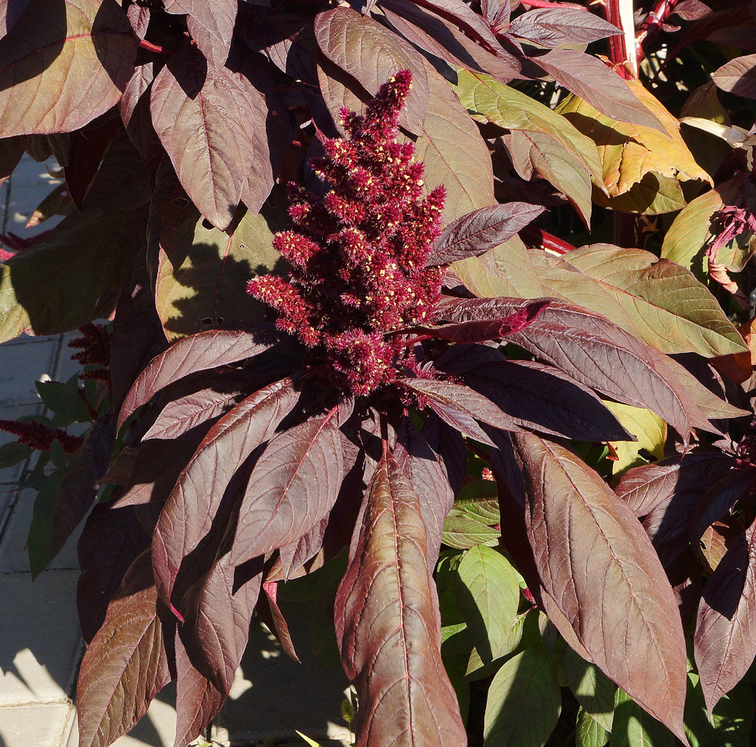 Изображение особи Amaranthus hypochondriacus.