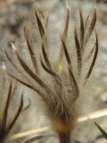 Pulsatilla multifida. Прицветные листья, окружающие бутон. Магаданская обл., окр. Магадана, бухта Гертнера, крутой скалистый склон над морем. 08.05.2010.