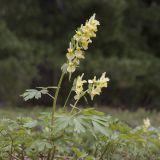 Corydalis bracteata