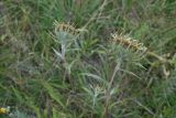 Carlina biebersteinii