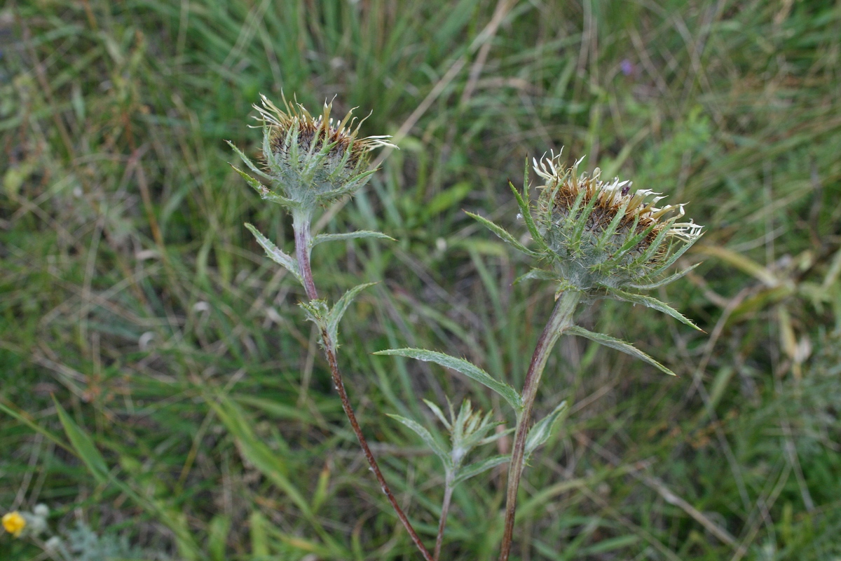 Image of Carlina biebersteinii specimen.