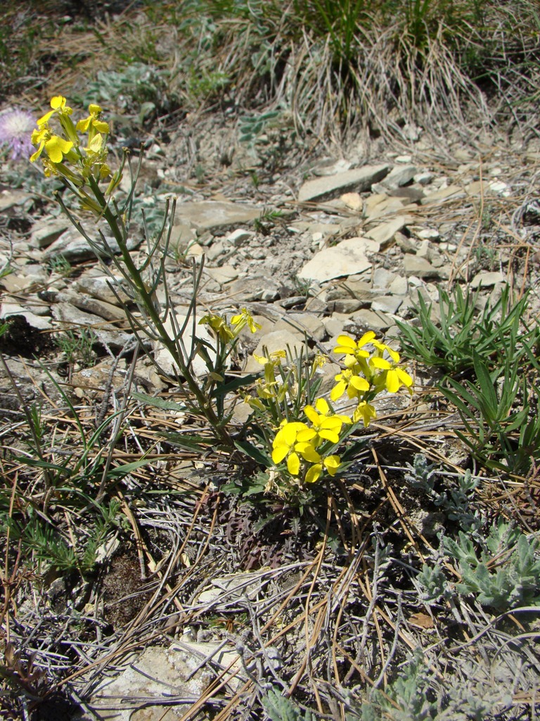 Изображение особи Erysimum callicarpum.