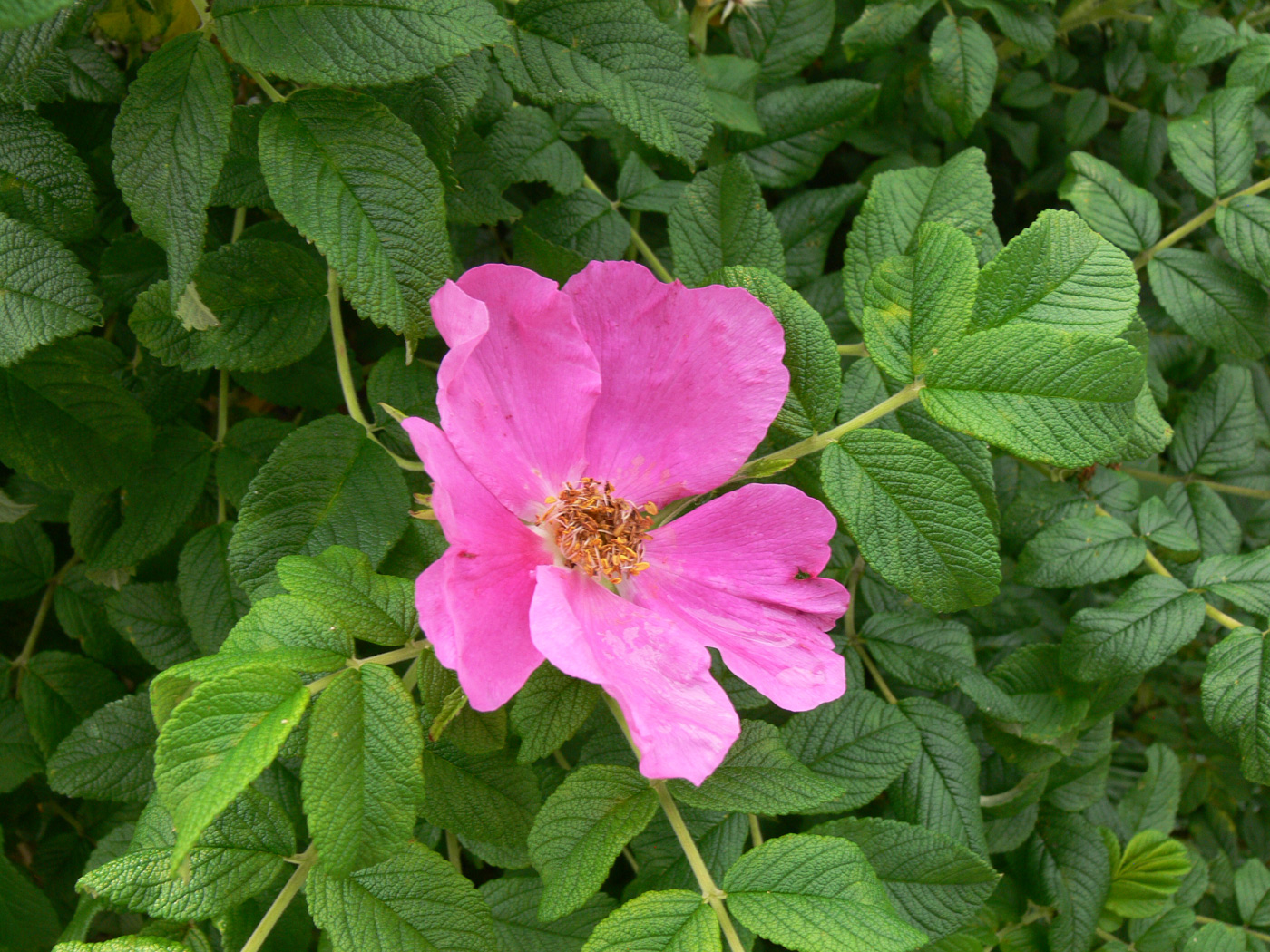 Image of Rosa rugosa specimen.