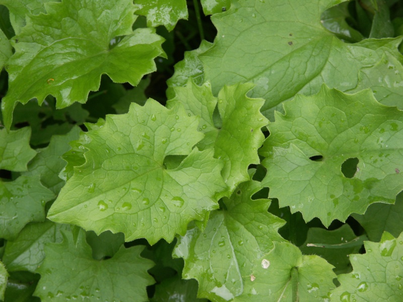 Image of Doronicum carpaticum specimen.