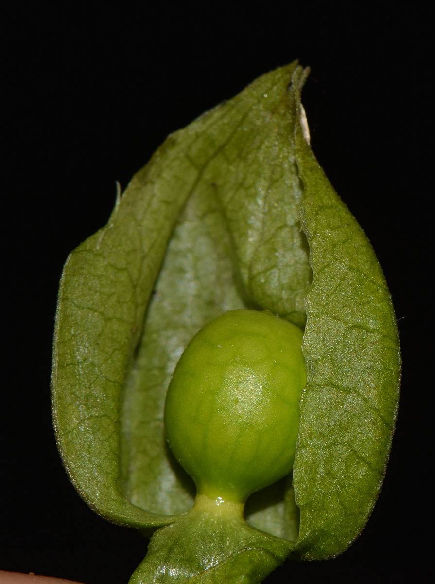 Image of Physalis angulata specimen.
