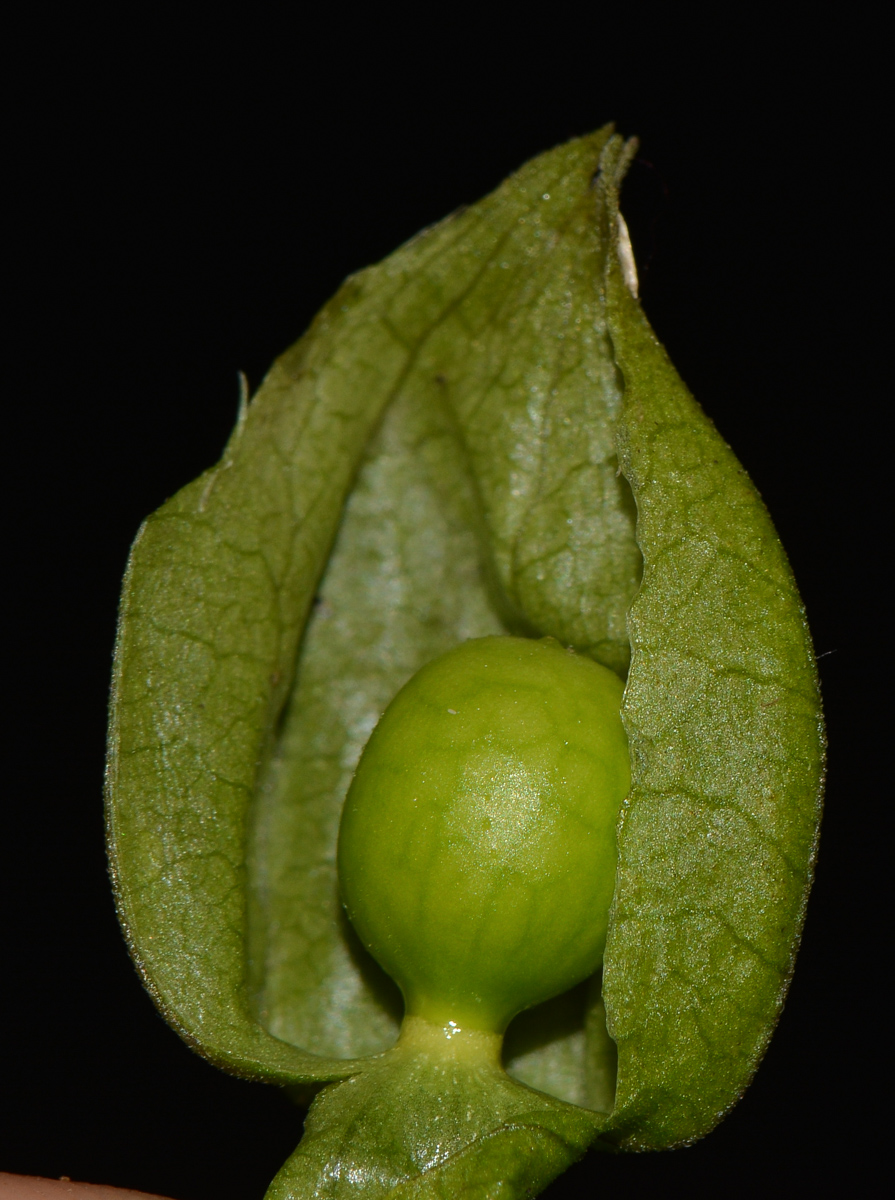 Изображение особи Physalis angulata.