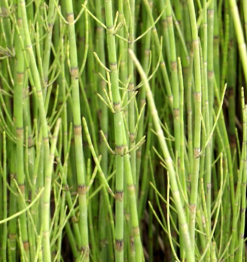 Изображение особи Equisetum fluviatile.