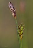 Carex brevicollis